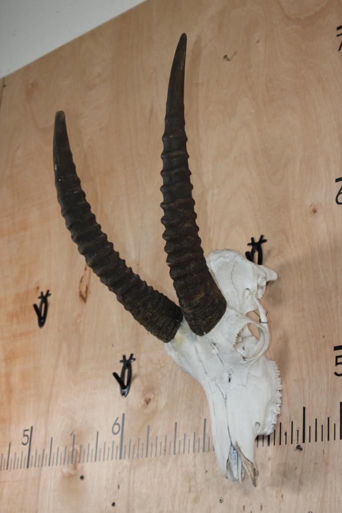 ROAN Skull with Removable Horns - 3