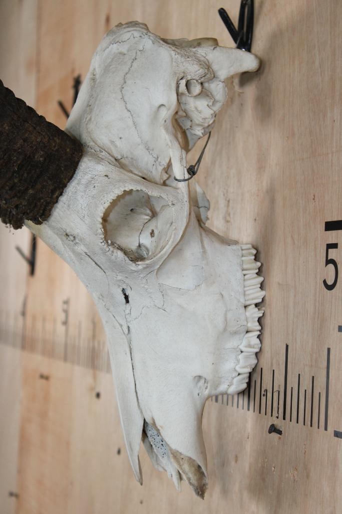 ROAN Skull with Removable Horns - 4