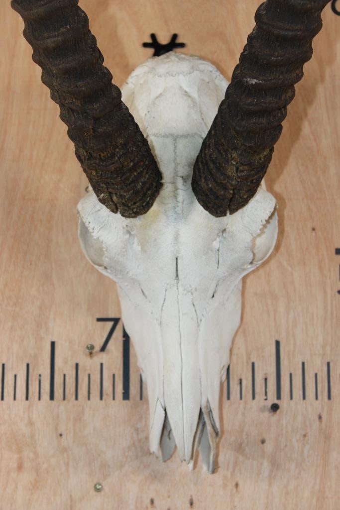 ROAN Skull with Removable Horns - 5