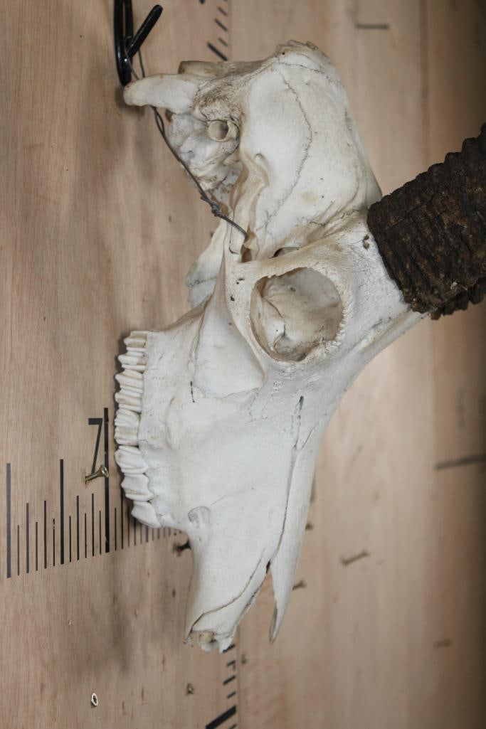 ROAN Skull with Removable Horns - 6
