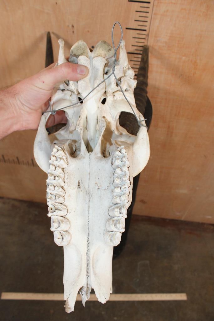 ROAN Skull with Removable Horns - 7