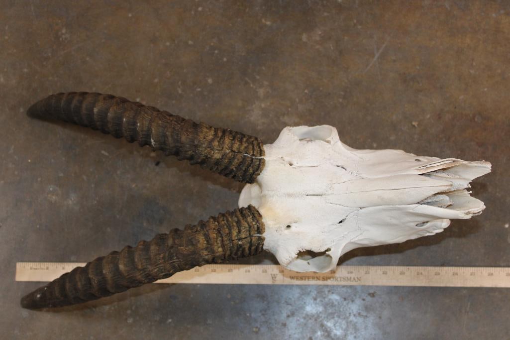 ROAN Skull with Removable Horns - 8