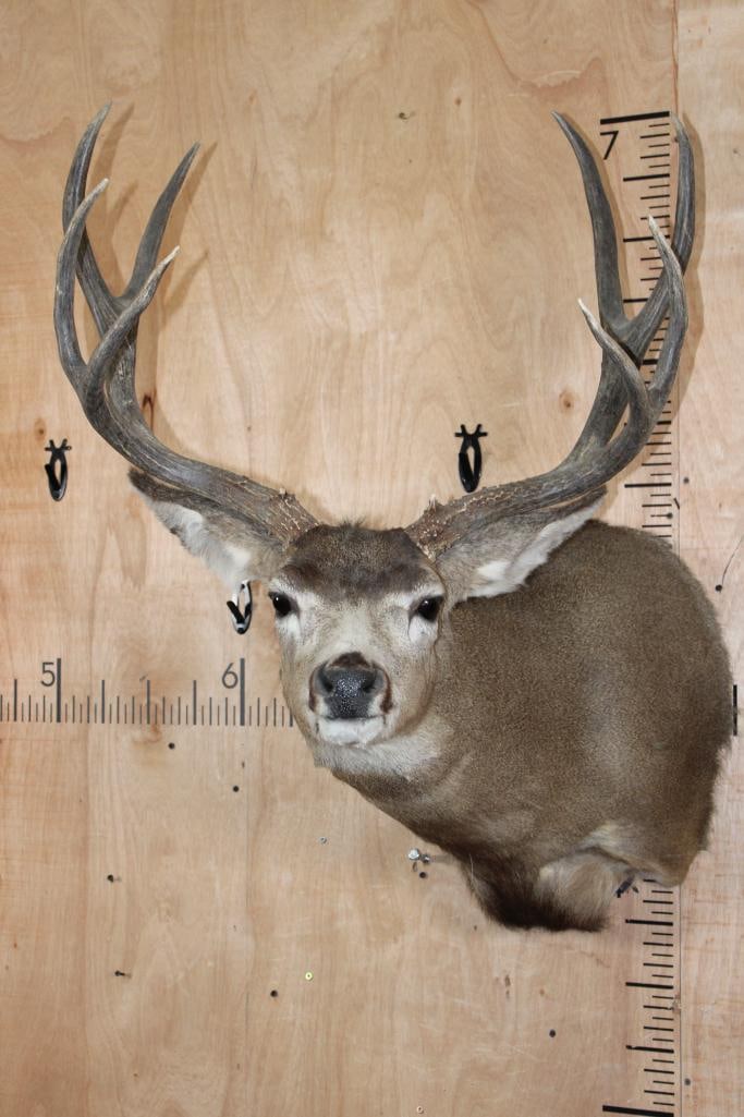 8-Point MULE DEER Shoulder Mount: Nice 8-Point MULE DEER Shoulder Mount. It has a 26.75" Spread and is in Good Condition. TAXIDERMY 
