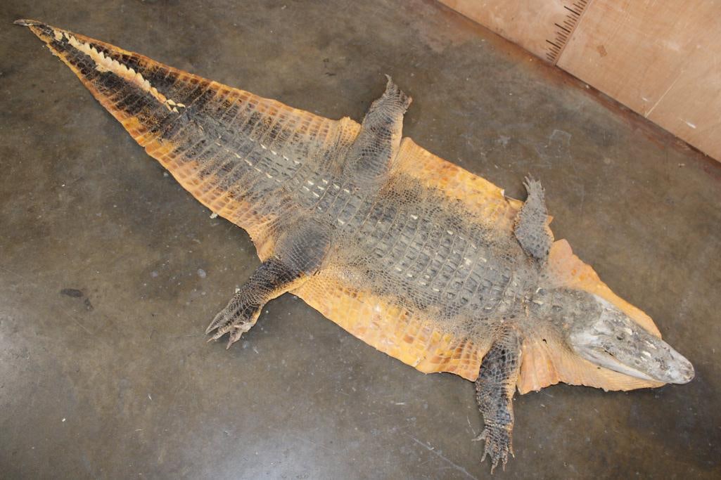 ALLIGATOR Skin or ALLIGATOR Hide with its Head and Feet: ALLIGATOR Skin or ALLIGATOR Hide. It is mounted with its Head, Feet, and Claws. It measures 91" Long x 42.5" Wide and has several holes. TAXIDERMY HIDES 