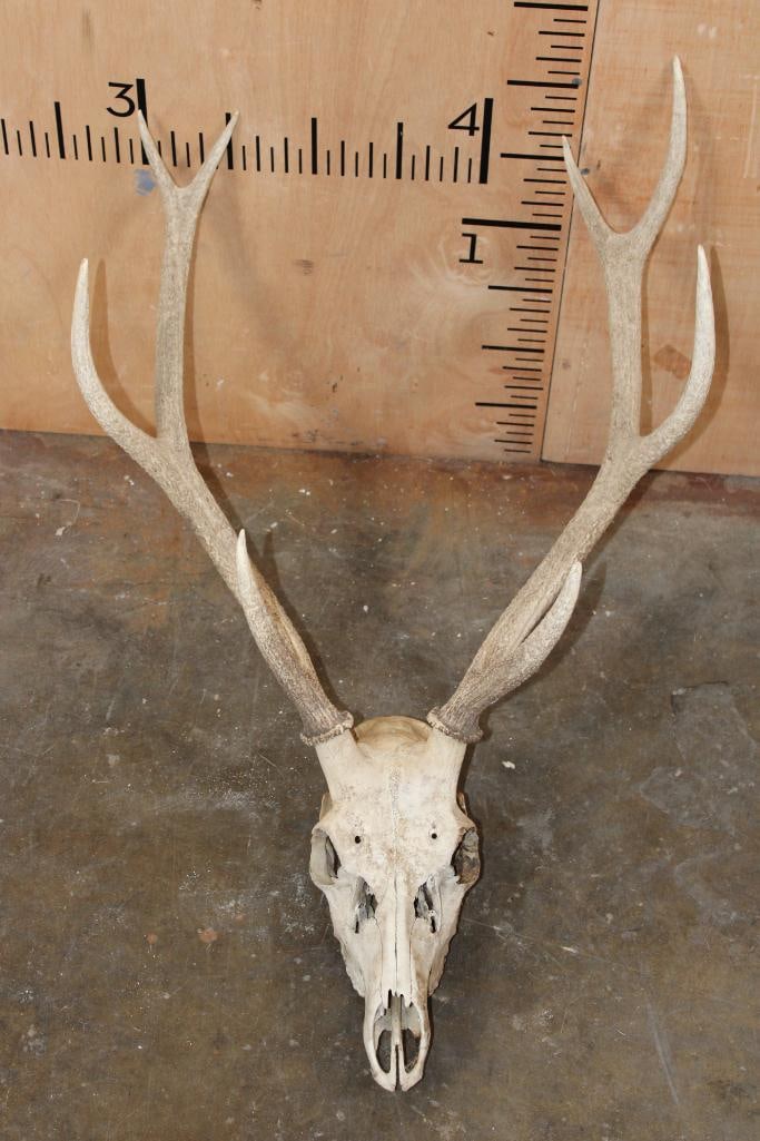 8-Point AXIS Skull with All its Teeth: 8-Point AXIS Skull with All its Teeth and a 21" Spread. It could use a cleaning but is in Good Condition. TAXIDERMY SKULLS 