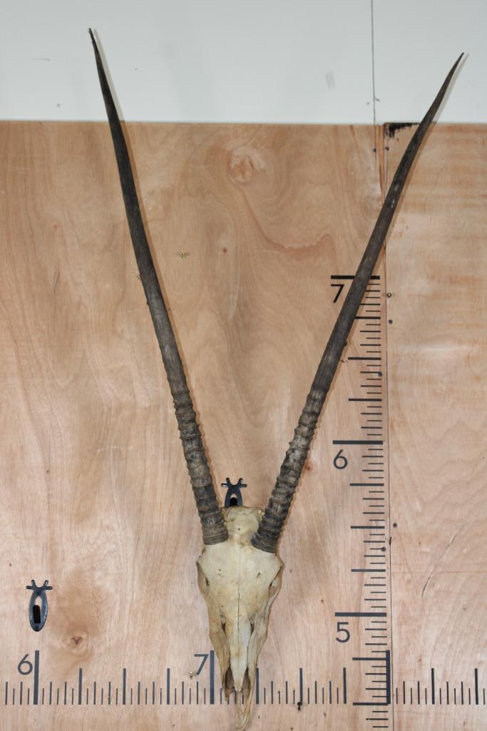GEMSBOK Skull with All its Teeth: GEMSBOK Skull with All its Teeth. The Left and Right Horn measure 36" Long each. There is nose cose damage. TAXIDERMY SKULLS 