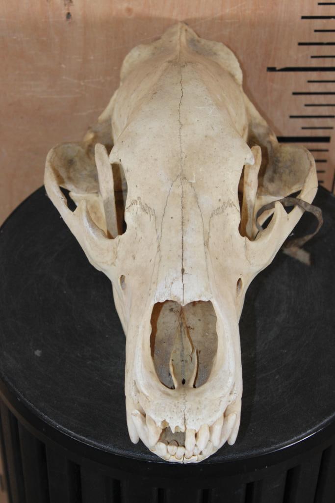 BROWN BEAR Skull (1 of 9)