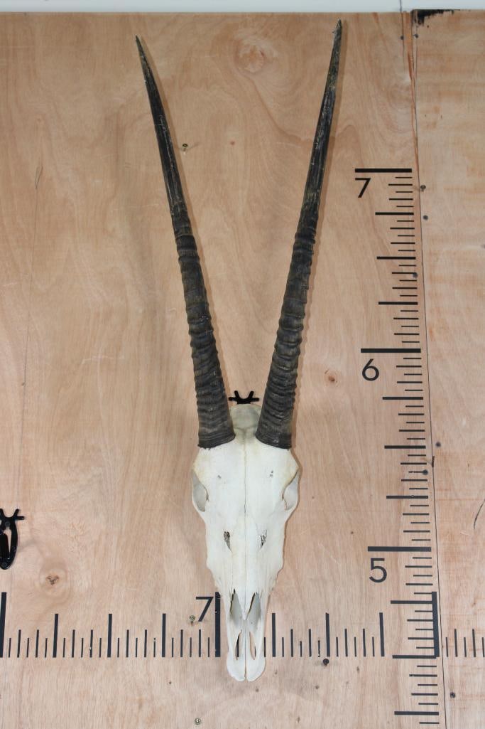 GEMSBOK Skull: Nice GEMSBOK Skull with All its Teeth. The Left and Right Horn measure 25.75" Long each. TAXIDERMY SKULLS 