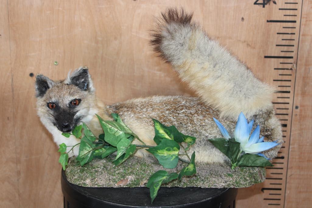 Life-sized Soft Mounted GRAY FOX on a Decorative Base (1 of 8)