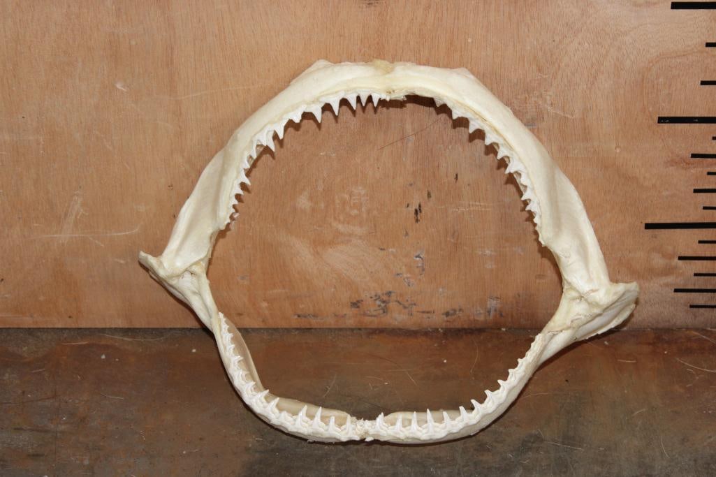 Big Set of SHARK Jaws: Big Set of SHARK Jaws. They appear to be from a Bull Shark. They measure 12" Wide x 9" Tall. SHARK TEETH 