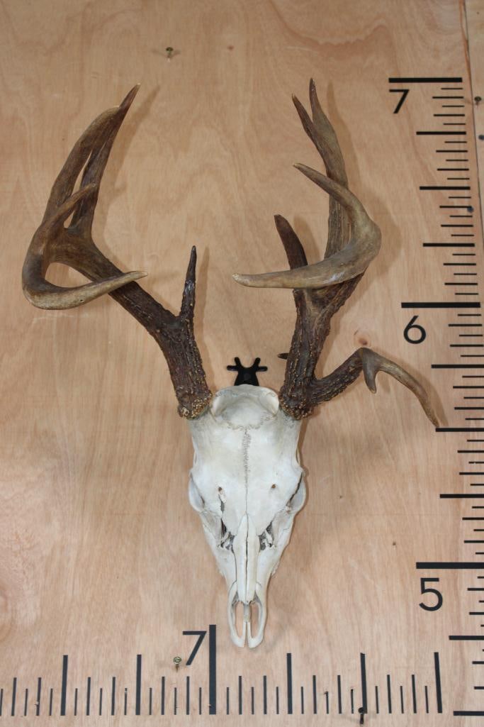 14-Point WHITETAIL DEER Skull with All its Teeth: 14-Point WHITETAIL DEER Skull with All its Teeth. It has a 14" Spread and a Wire Hanger for display. The Antlers are glued to the skull but they are real. TAXIDERMY SKULLS 