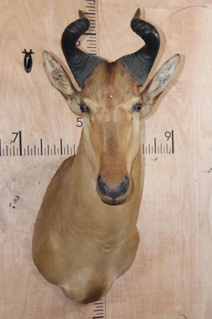 LICHTENSTEIN'S HARTEBEEST Shoulder Mount: Nice LICHTENSTEIN'S HARTEBEEST Shoulder Mount. The Right Horn measures 16.25" Long and the Left Horn measures 17 1/8" Long. It is in Good Condition. TAXIDERMY 