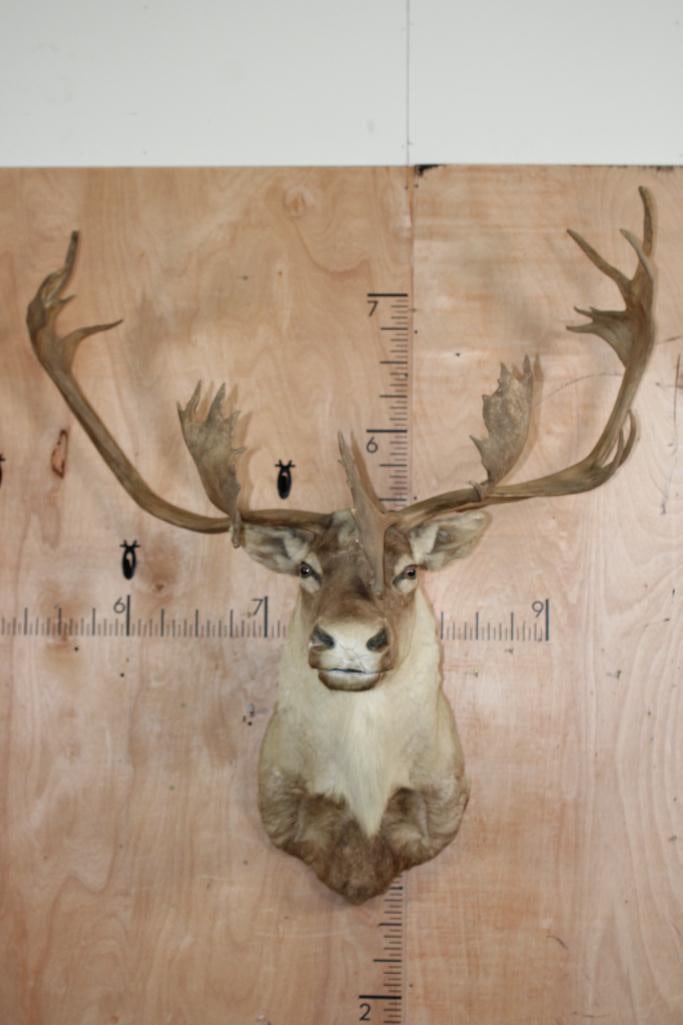 XXL 30-Point CARIBOU Shoulder Mount: XXL 30-Point CARIBOU Shoulder Mount with a 50.5" Spread. This is an older mount with some hide cracking around the nose. TAXIDERMY 