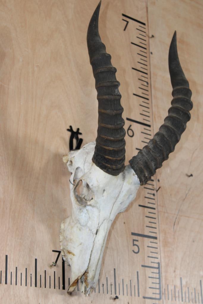 Big TOPI Skull: Big TOPI Skull with All its Teeth. The Right Horn measures 17" Long and the Left Horn measures 16.5" Long. TAXIDERMY SKULLS 