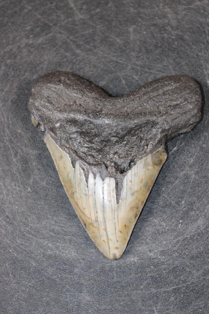 MEGALODON Shark Tooth Fossil: MEGALODON Shark Tooth Fossil. It measures 4.5" from the Top Corner to the Tip. The Total Weight is 7 oz. MEGALODON SHARK TEETH