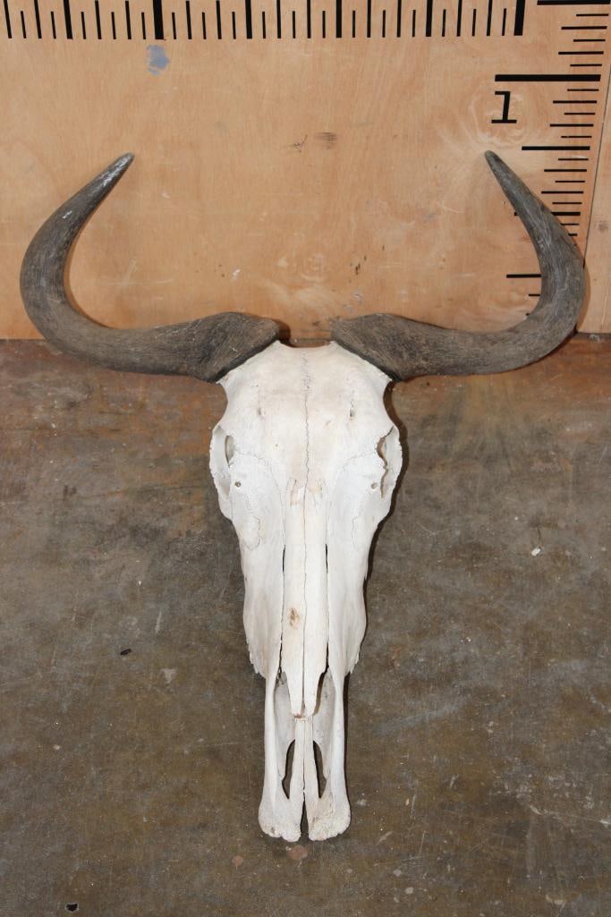 BLUE WILDEBEEST Skull: BLUE WILDEBEEST Skull with a 20.25" Spread. It has all the teeth but 3. TAXIDERMY SKULLS 