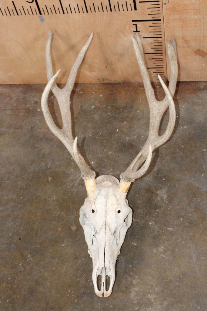 12-Point RED STAG Skull: 12-Point RED STAG Skull with All its Teeth. TAXIDERMY SKULLS 