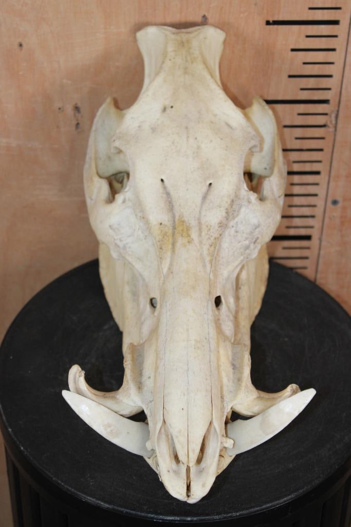 XL WILD BOAR or HOG Skull: XL WILD BOAR or HOG Skull with All its Teeth. It measures 14 1/8" Long x 7" Wide x 9.5" Tall. TAXIDERMY SKULLS 