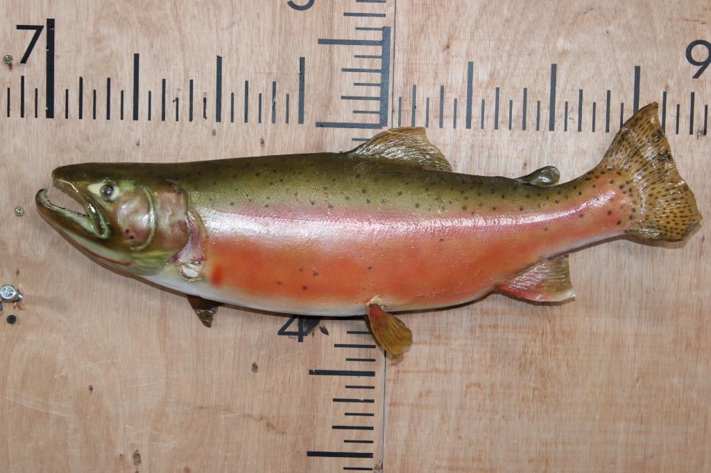 *Real Skin* GOLDEN TROUT Fish Mount (1 of 6)