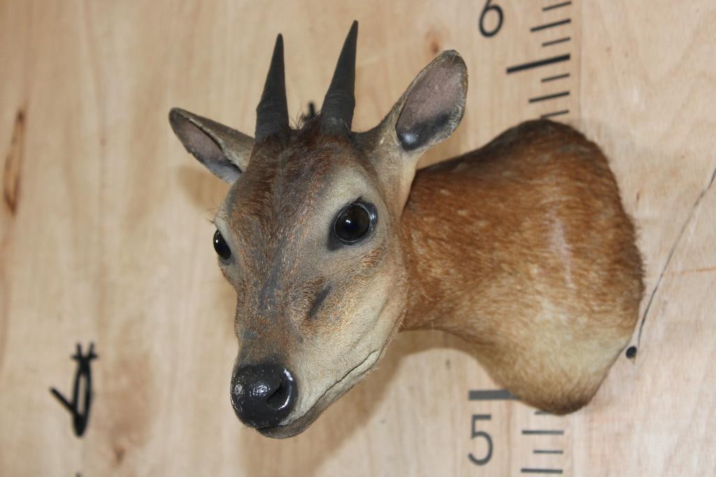RED DUIKER Shoulder Mount: Nice older RED DUIKER Shoulder Mount in Good Condition. TAXIDERMY 