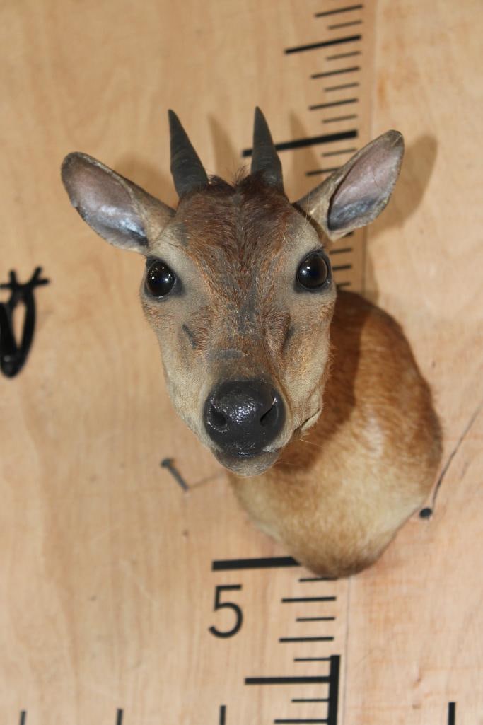 RED DUIKER Shoulder Mount - 2