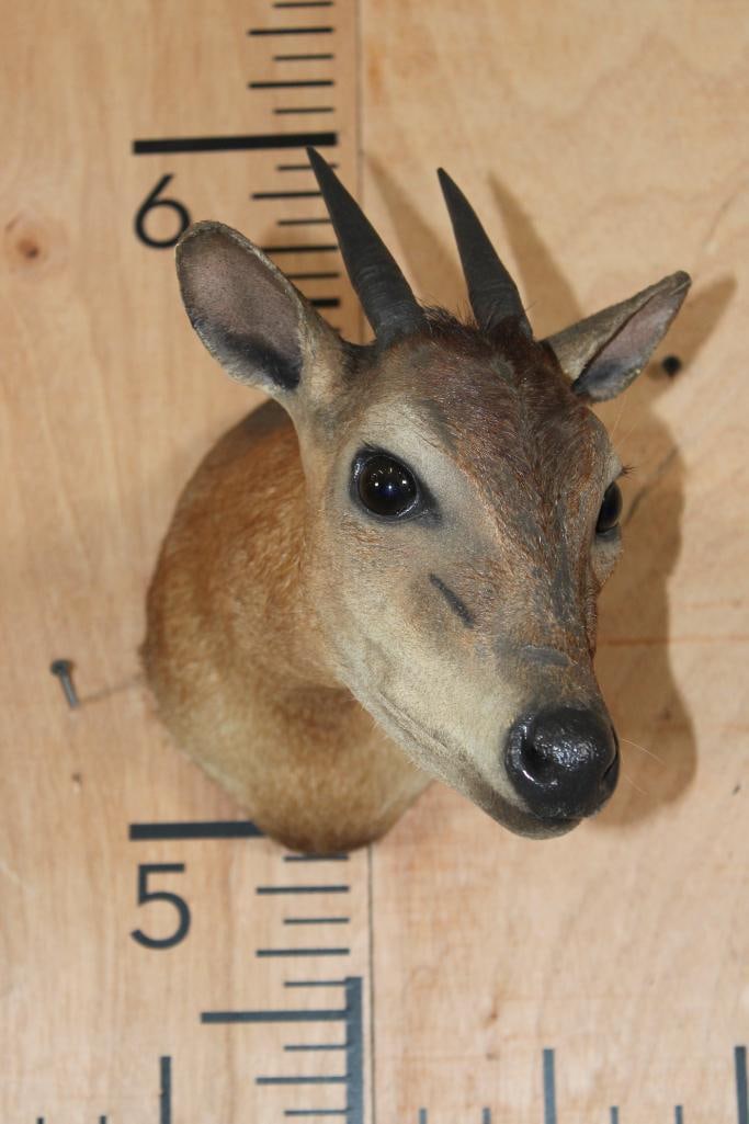 RED DUIKER Shoulder Mount - 3