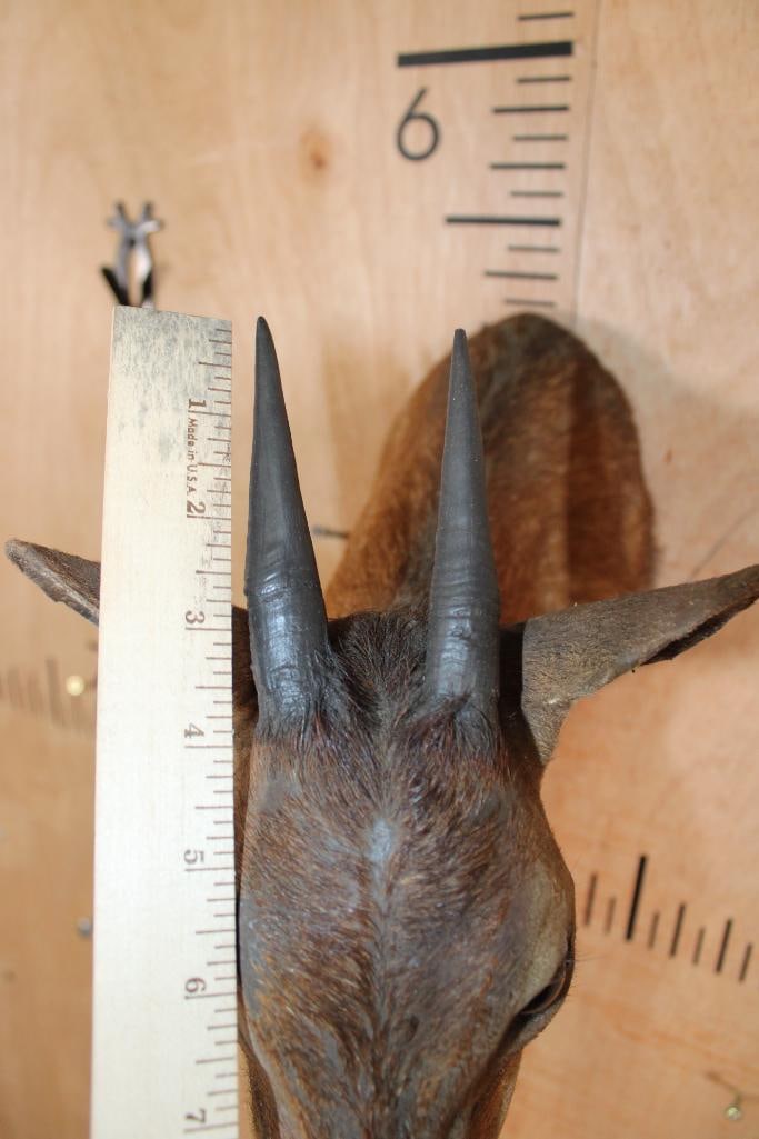 RED DUIKER Shoulder Mount - 5