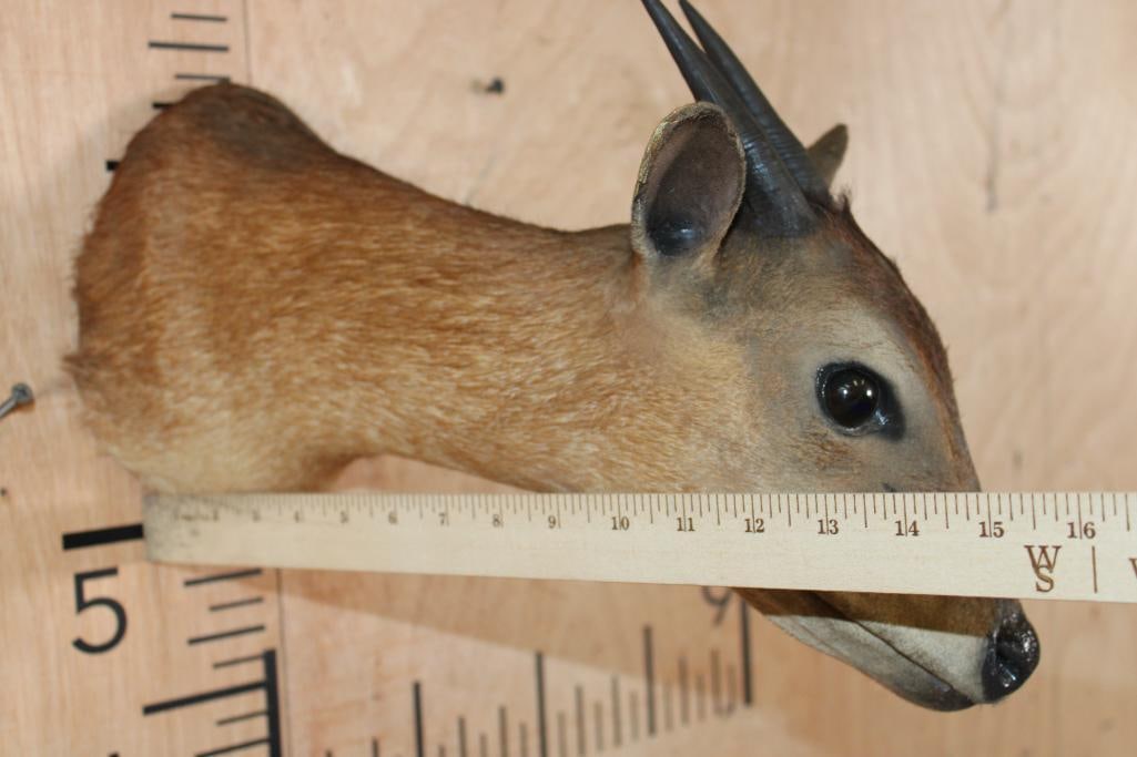 RED DUIKER Shoulder Mount - 6