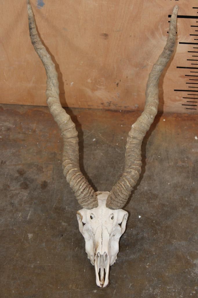 BLACKBUCK Skull with Removable Horns: BLACKBUCK Skull with Removable Horns. The Left Horn measures 24" around the spiral ridge and the Right Horn measures 24.75" around the spiral ridge. It is missing 1 tooth. TAXIDERMY SKULLS 