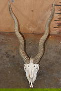 BLACKBUCK Skull with Removable Horns: BLACKBUCK Skull with Removable Horns. The Left Horn measures 24" around the spiral ridge and the Right Horn measures 24.75" around the spiral ridge. It is missing 1 tooth. TAXIDERMY SKULLS