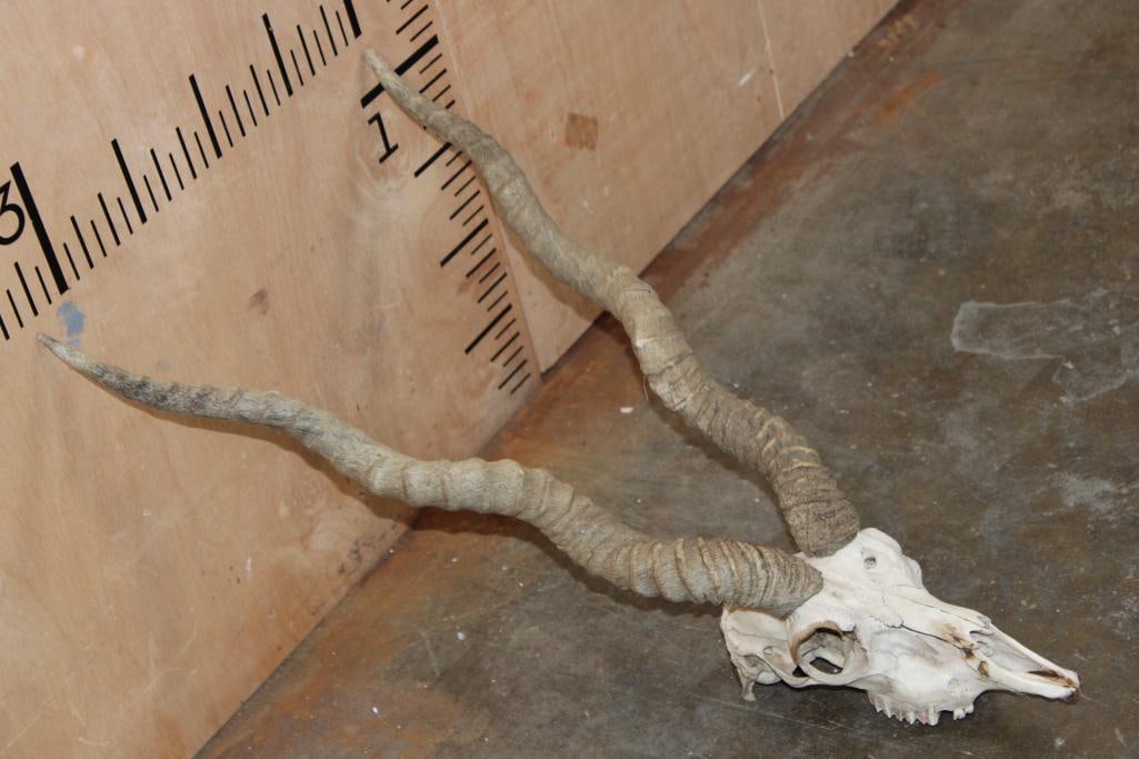 BLACKBUCK Skull with Removable Horns - 2