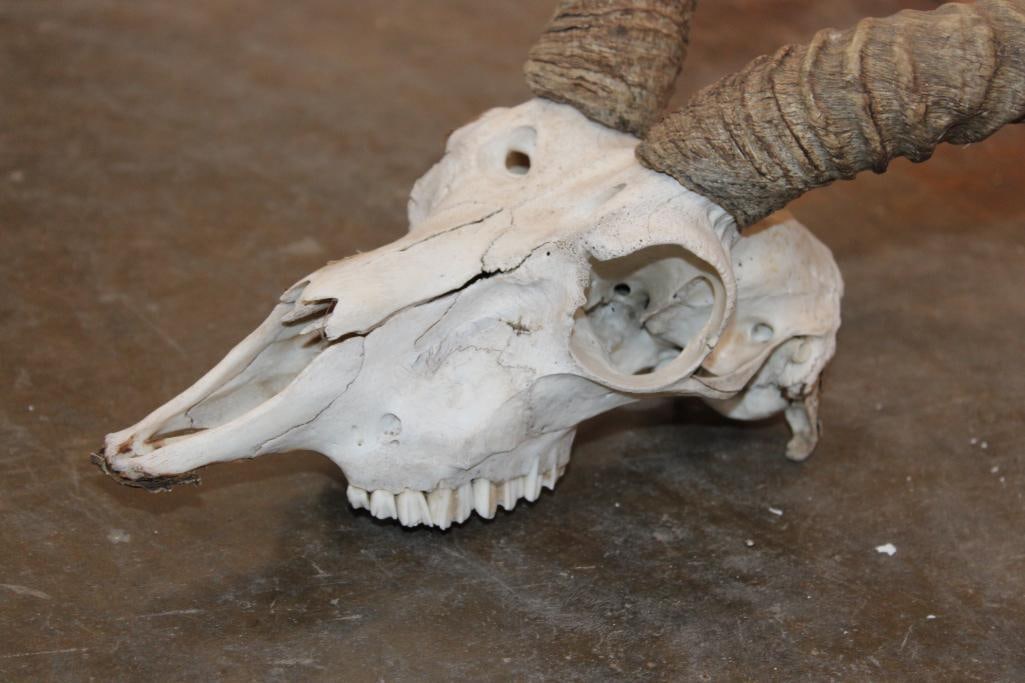 BLACKBUCK Skull with Removable Horns - 4