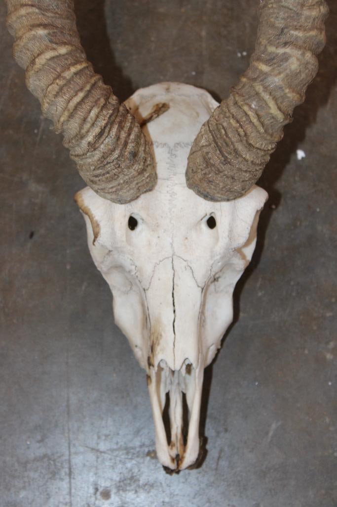 BLACKBUCK Skull with Removable Horns - 5