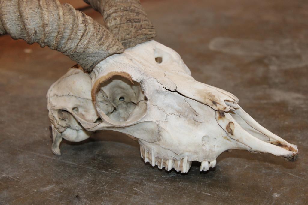 BLACKBUCK Skull with Removable Horns - 6