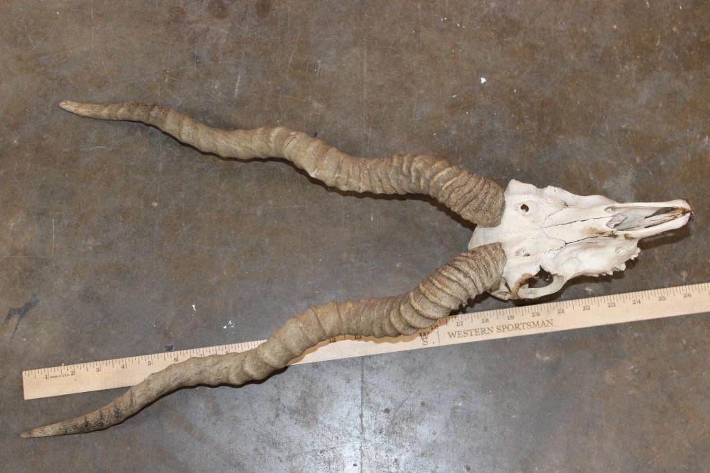 BLACKBUCK Skull with Removable Horns - 7