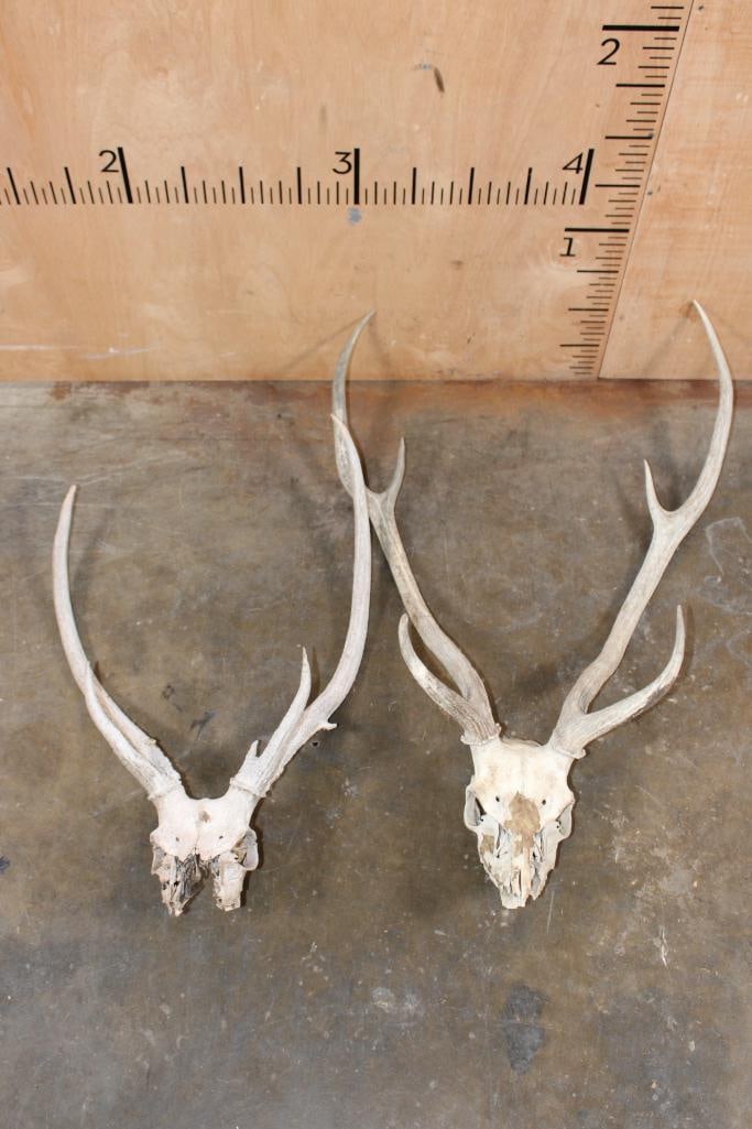 (2) AXIS DEER Partial Skulls: 2 AXIS DEER Partial Skulls. TAXIDERMY SKULLS 