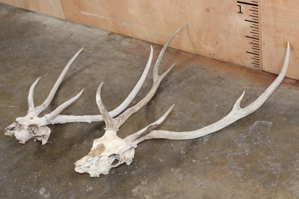 (2) AXIS DEER Partial Skulls - 2