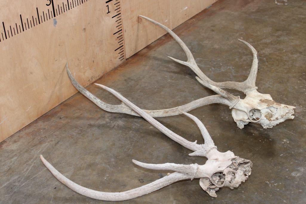 (2) AXIS DEER Partial Skulls - 3