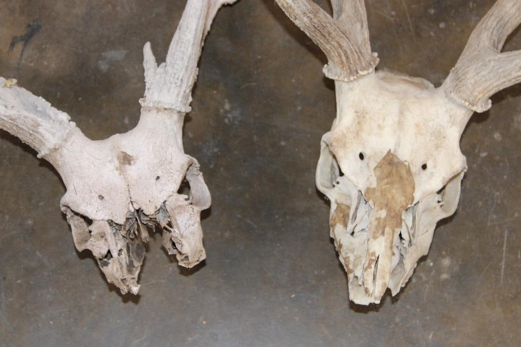 (2) AXIS DEER Partial Skulls - 4