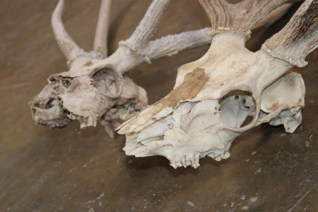 (2) AXIS DEER Partial Skulls - 5