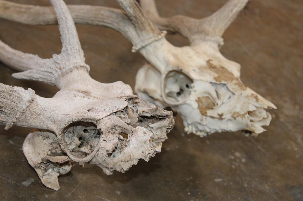(2) AXIS DEER Partial Skulls - 6