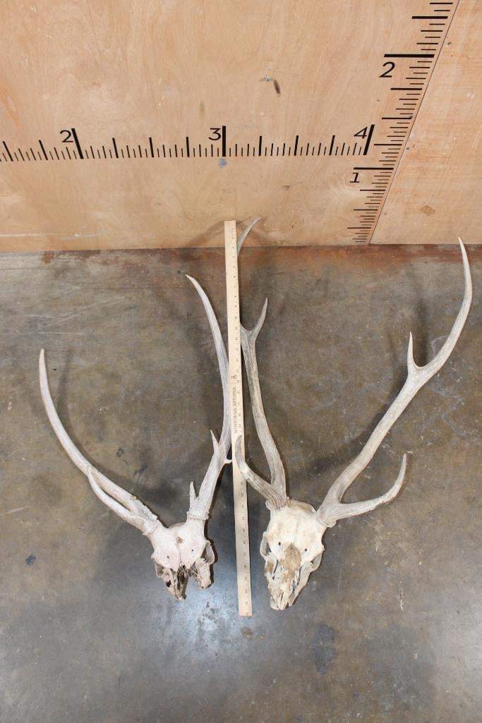 (2) AXIS DEER Partial Skulls - 7