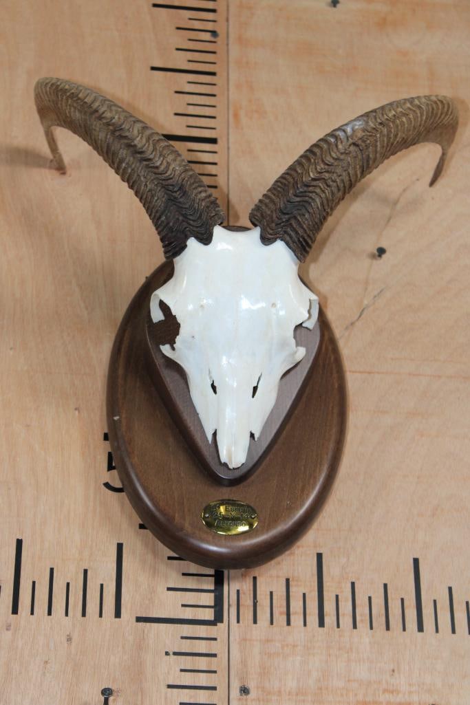 Female AOUDAD Horns on a Euro Cut Partial Skull and Wooden Plaque: Female AOUDAD Horns on a Euro Cut Partial Skull. It is mounted on a very nice Wooden Plaque with a plate that reads "S Espuna 25-X-14 Alfonso". TAXIDERMY 