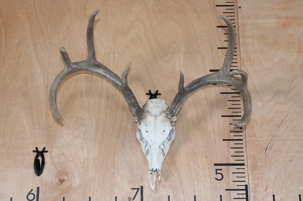 8-Point WHITETAIL DEER Skull: Respectable 8-Point WHITETAIL DEER Skull. It has a 21.25" Spread, a Wire Hanger, and is missing 2 Teeth. TAXIDERMY SKULLS 