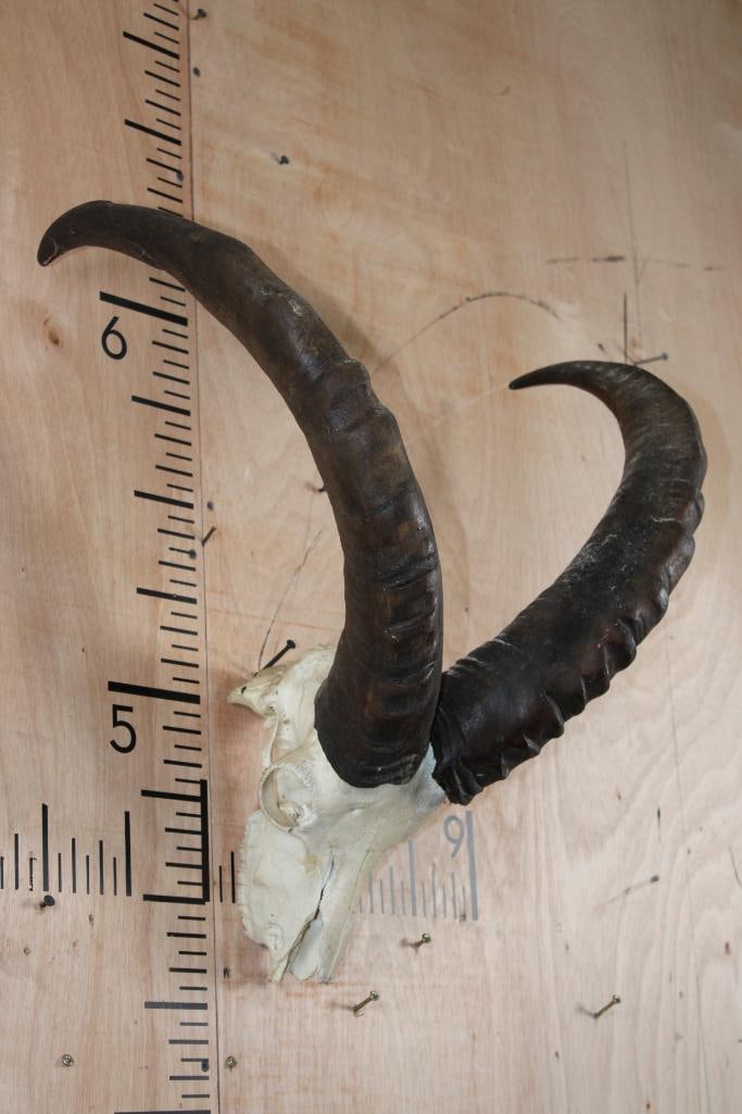 TUR Skull with Removable Horns: TUR Skull with Removable Horns and All its Teeth. No nose. TAXIDERMY SKULLS 