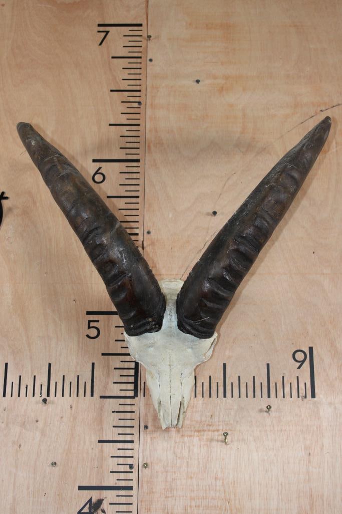 TUR Skull with Removable Horns - 2