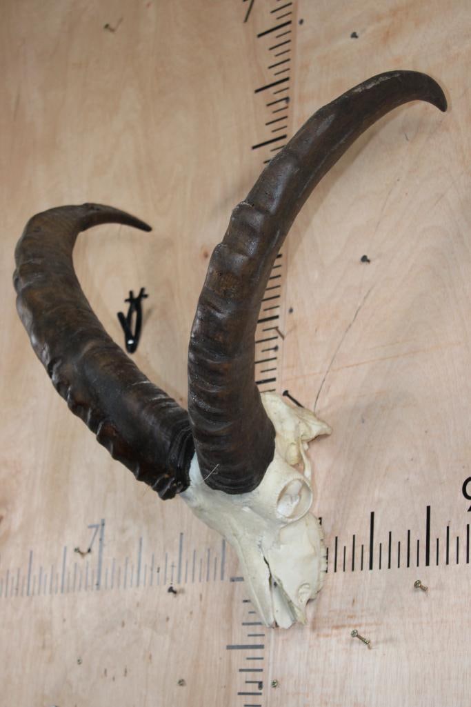 TUR Skull with Removable Horns - 3