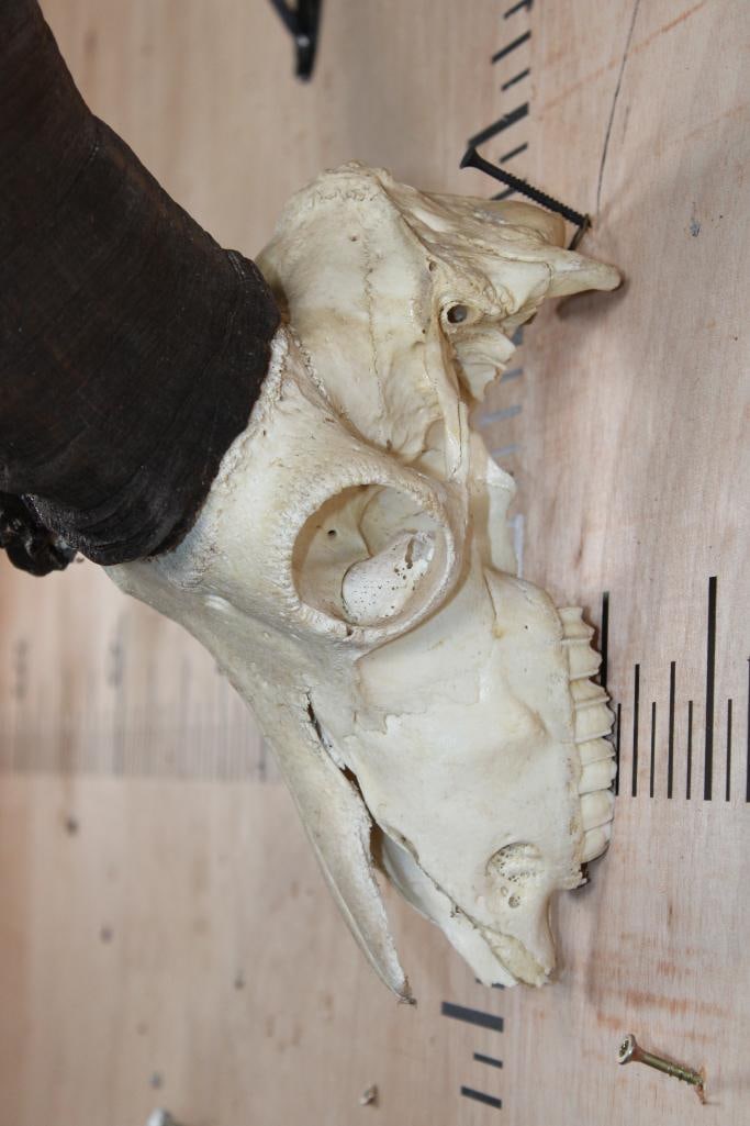 TUR Skull with Removable Horns - 4