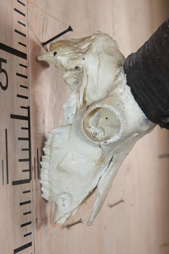 TUR Skull with Removable Horns - 6