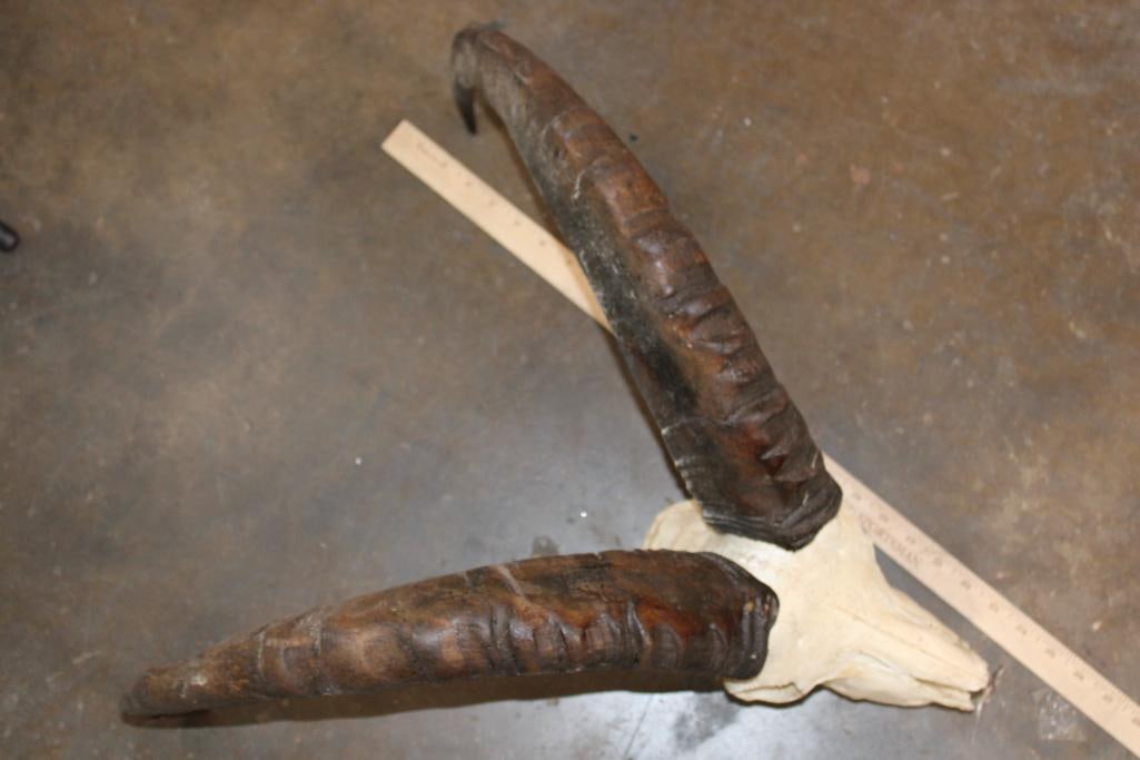 TUR Skull with Removable Horns - 7